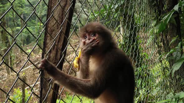 Close up of a capuchin monkey cebus albifrons eating a banana inside a cage  alt