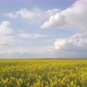 Aerial Survey Of Yellow Rapeseed Field At Low Altitude, 4k - VideoHive Item for Sale