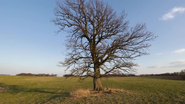 Oak Tree alt
