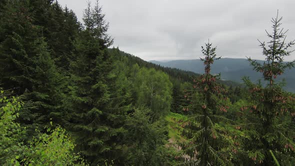 Fpv Aerial Drone Flying Over the Misty Forest in the Mountain alt