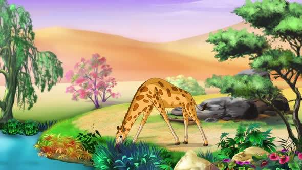 African giraffes in savannah animation