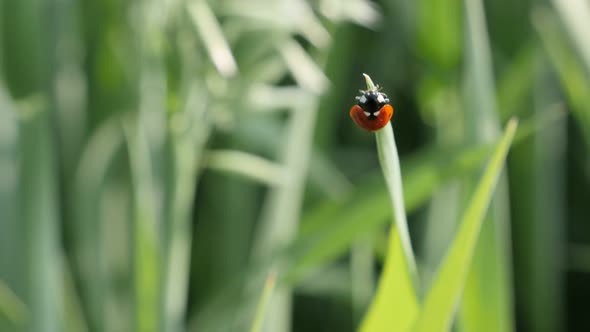 Shallow DOF ladybird on the grass 4K 2160p 30fps UltraHD footage - Red Coccinellidae beetle close-up alt