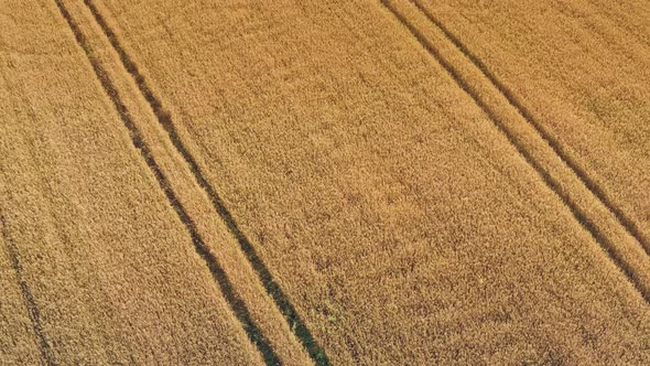 Barley Field with Traces of Tractor Wheels alt