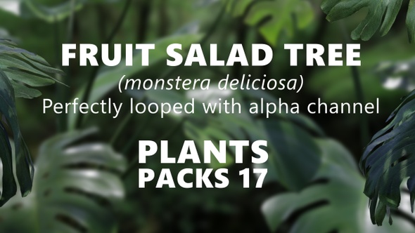 FRUIT SALAD TREE (monstera deliciosa) Looped plants