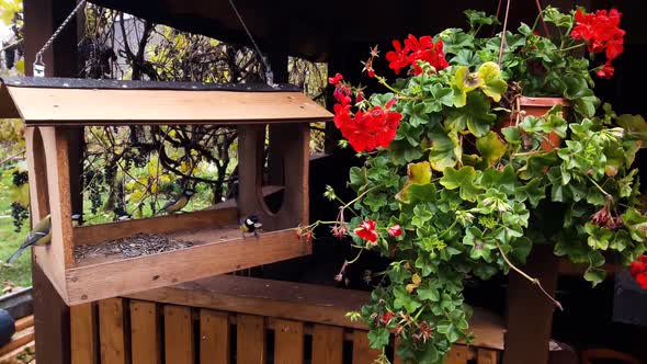 Birds eating from bird feeder in late Autumn, near the red flower hanging in the pot. alt