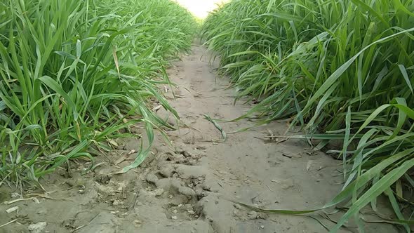 There Is A Good Path Between The Grass In Pakistan.