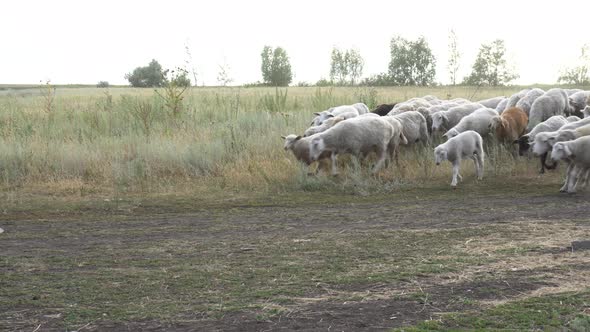 A Flock of Sheep Runs on the Farm. Helpless Animals Are Led By a Shepherd. alt