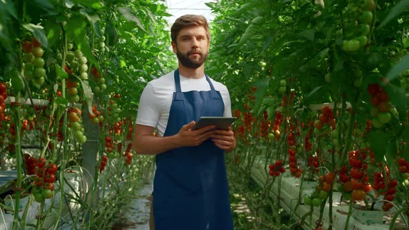 Agricultural Worker Controlling Quality of Cultivating Tomatoes in Plantation alt