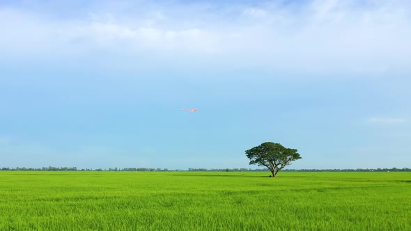 Peaceful landscape with alone tree, kites and green fields in the countryside