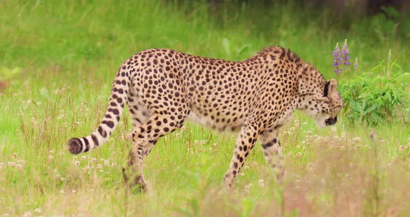 Cheetah Walking on Field in Forest alt