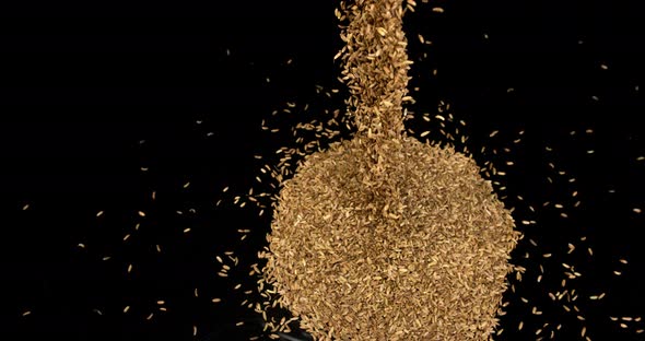 Seeds of Fennel, foeniculum vulgare Falling against black Background, slow motion 4K alt
