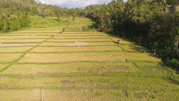 Rice Fields with Agricultural Land in Indonesia alt