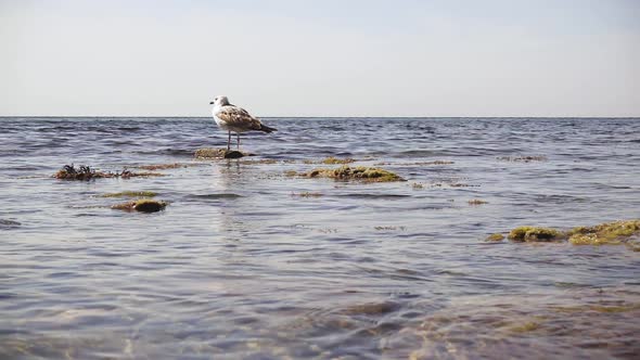  One Gull on a Rock in the Sea Water