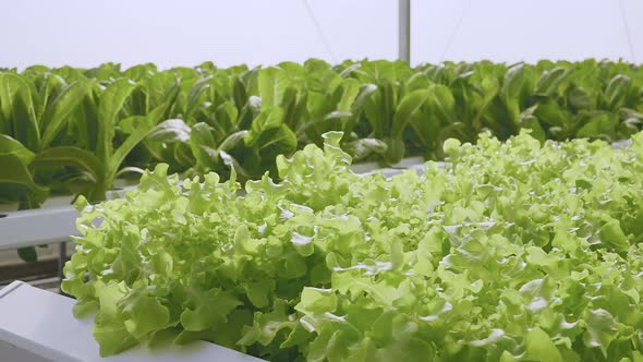 Dolly shot of organic freshness vegetables hydroponic green house soiless water system