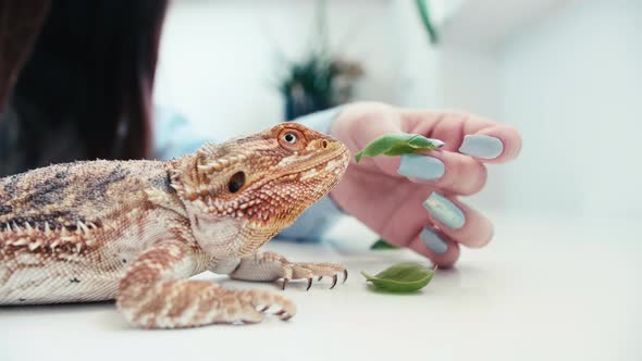 caucasian hand woman long nails feed pet lizard, bearded dragons, close up of exotic tropical wild a alt