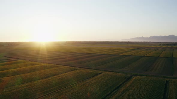 sunflower field in Tuscany alt