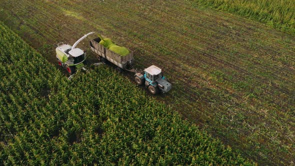 Corn Field. Harvest of Juicy Corn Silage By a Combine Harvester and Filling Truck in Field alt