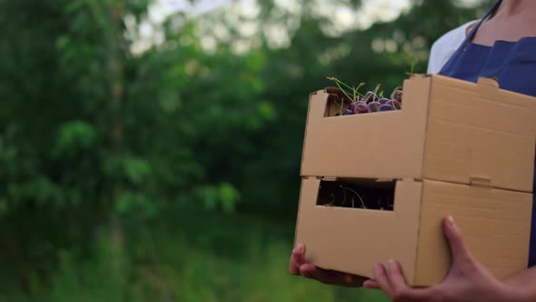 Gardener Holding Cherry Harvest Basket alt