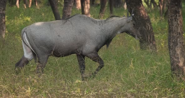 Blue Bull or Nilgai - Asian Antelope Walking in Ranthambore National Park, Rajasthan, India alt