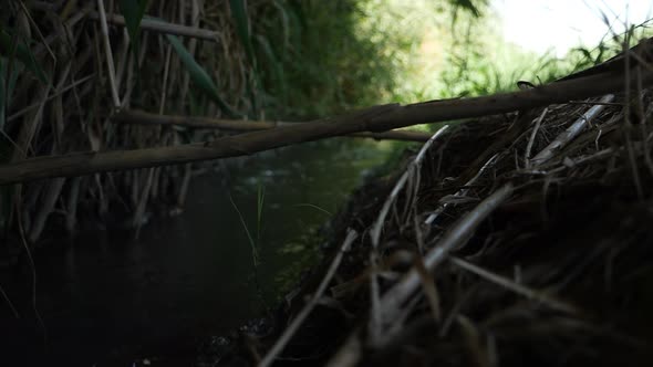 Moving Down to Stream in Summer Dark Green Forest