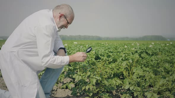 Male scientist inspecting potato seedlings alt