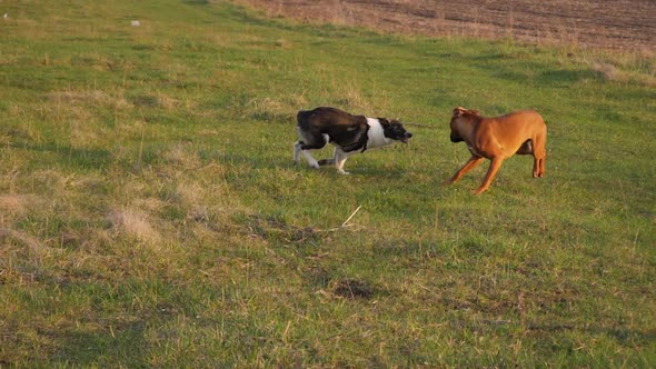 two dogs playing in the garden. west siberian husky puppy and boxer dog