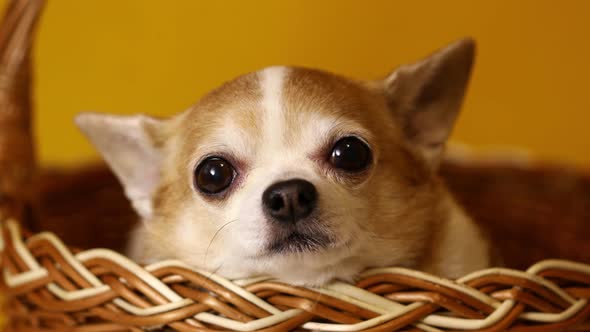 Chihuahua Dog Sits in a Basket on a Yellow Background