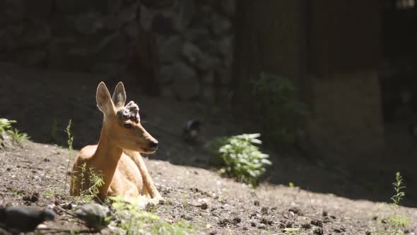 Portrait Of A Young Deer In A Forest alt