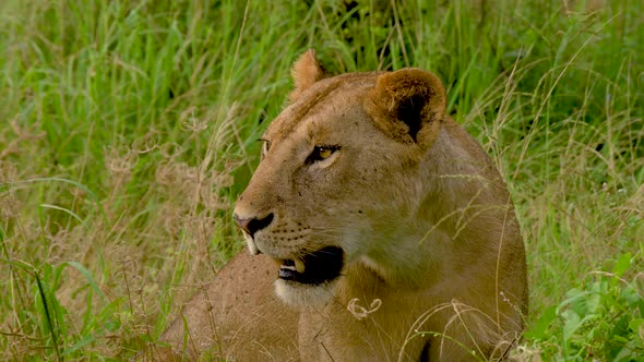 Resting Lioness