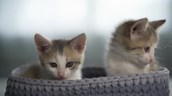 Cute Tabby Kittens in a Basket
