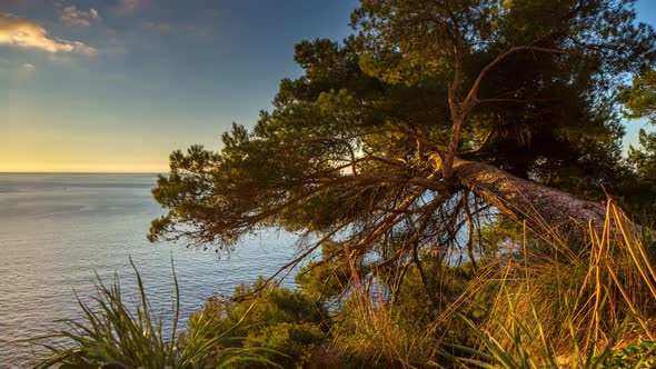 tree fallen coast sea mallorca water