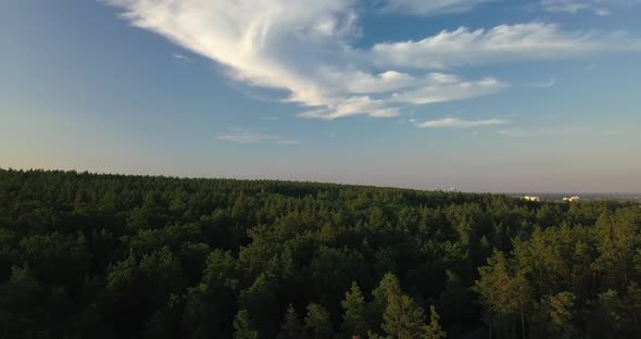 Drone Flight Over Pine Forest During Sunset, Clear Blue Sky