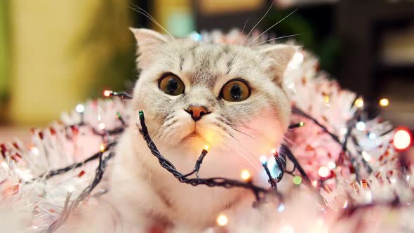 Scottish Fold Cat With Christmas Garland And Tinsel Closeup