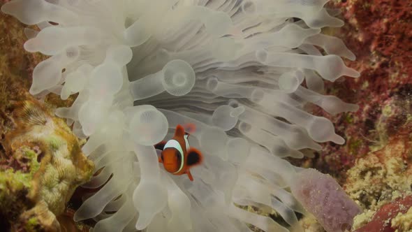 Clown fish swimming inside white sea anemone on coral reef, close up shot. alt