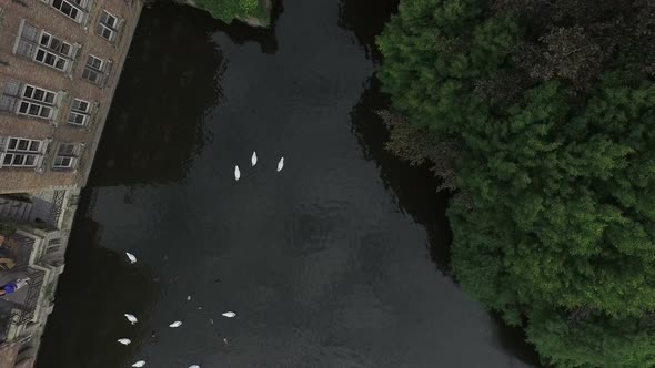 Aerial view of swans on Dijver Canal in Bruges