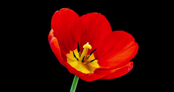 Red Tulip Opening Time Lapse on Black Background, Alpha Channel. alt