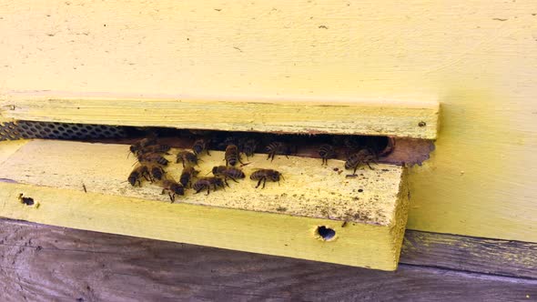 Beautiful Winged Bee Slowly Flies to Beehive Collect Nectar on Private Apiary from Live Flowers