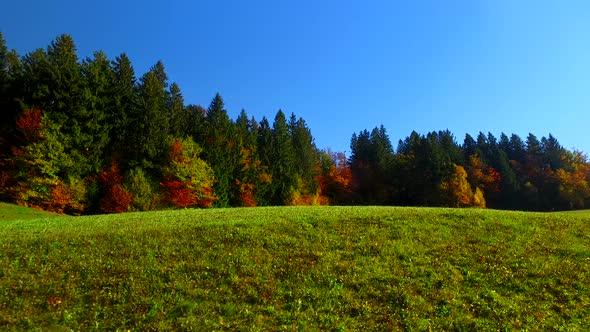 Intensive Blue Sky and Deep Green Forest