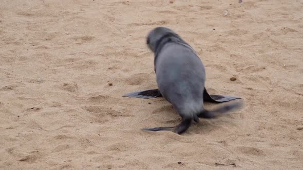 A huge seal colony in Namibia alt