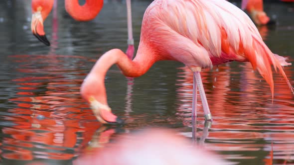 Close up of coral american flamingoing its beak while drinking water in its natural habitat alt