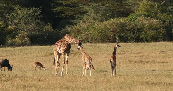 Masai Giraffe, giraffa camelopardalis tippelskirchi, Mother and Calf walking through Savannah alt