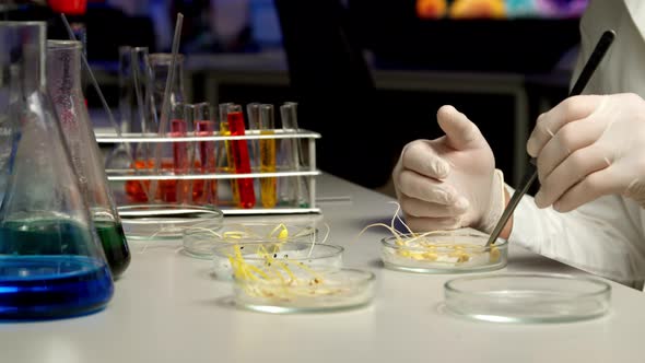 Scientist Sorting Sprouts in Petri Dish