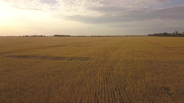 Flying A Drone Over A Large Yellow Field Of Wheat In The Evening