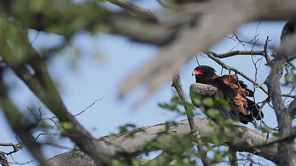 Bateleur Eagle perched in tree seeks prey, Botswana's Okavango Delta alt