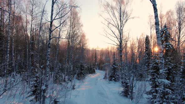 Cinemagraphic a Smooth Flight on Morning of Winter Frosty Forest Along the Trail at Dawn alt
