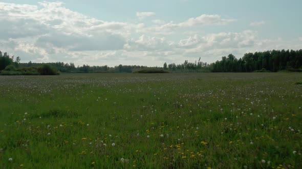 Dandelions Field alt