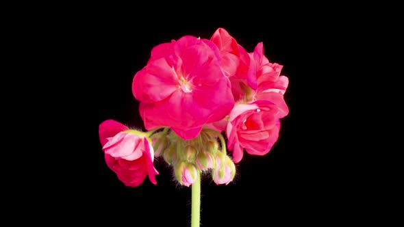 Time Lapse of Opening Red Geranium Pelargonium Flower alt