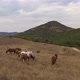 A Herd Of Horses Shot With A Drone In The Wild  - VideoHive Item for Sale