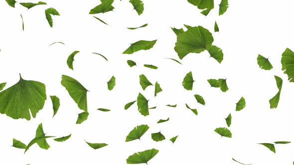 Falling Gingko Leaves