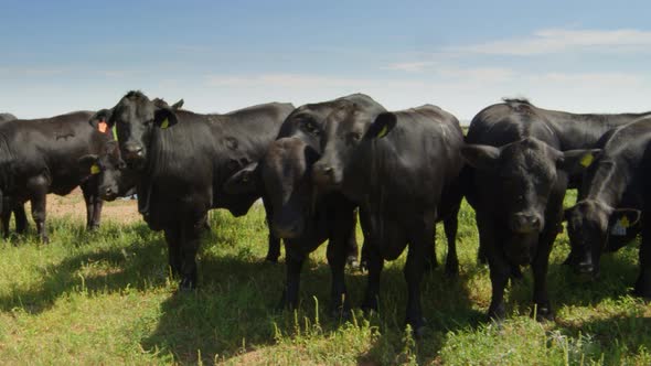 A Herd of Angus Brangus Cows 